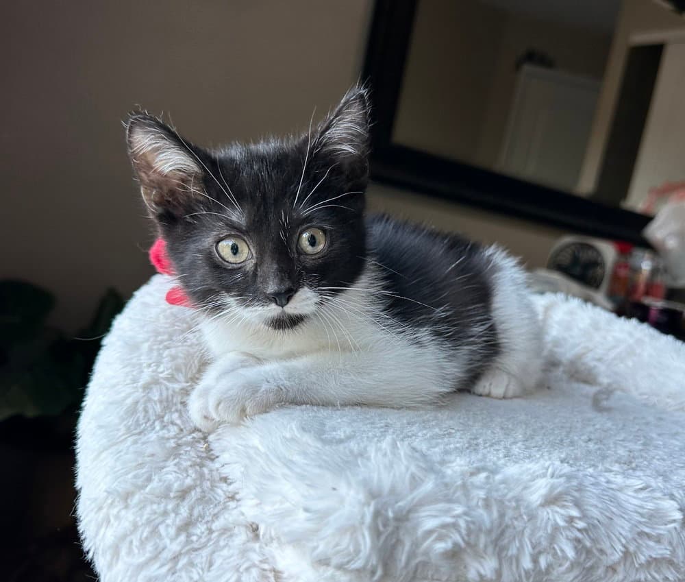 Little Rascats  Alfalfa - Domestic Short Hair