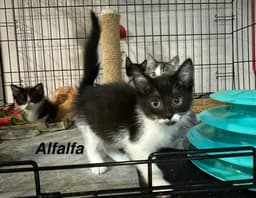 Little Rascats  Alfalfa image 2