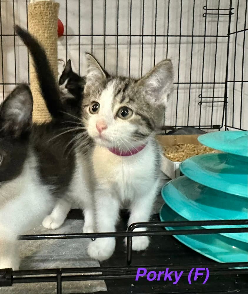 Little Rascats  Porky - Domestic Short Hair