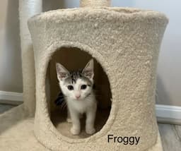 Little Rascats  Froggy image 1