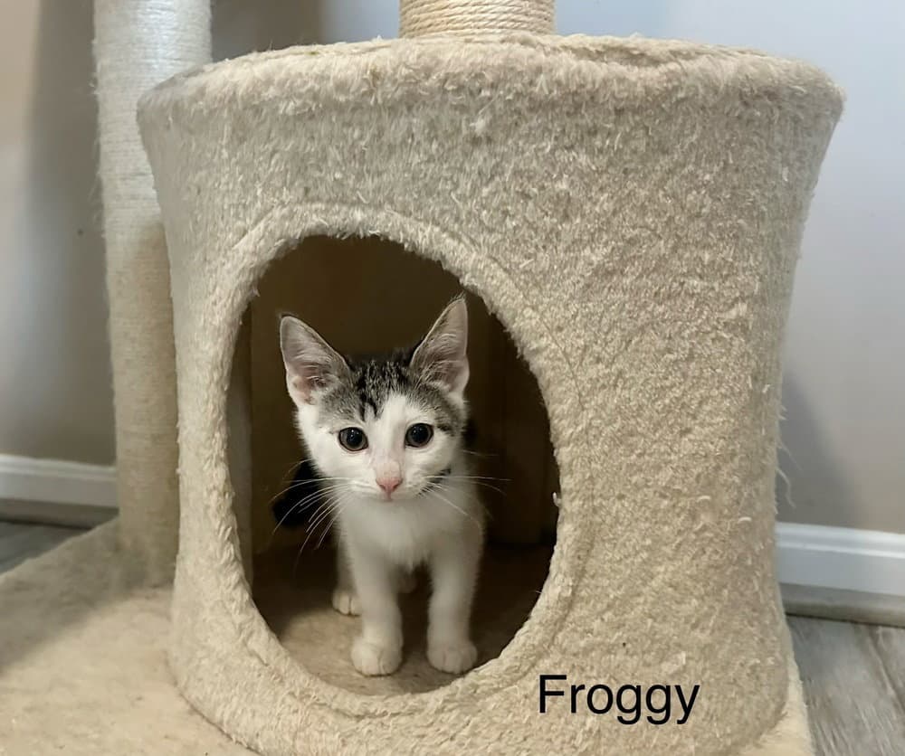 Little Rascats  Froggy - Domestic Short Hair