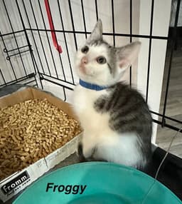 Little Rascats  Froggy image 2