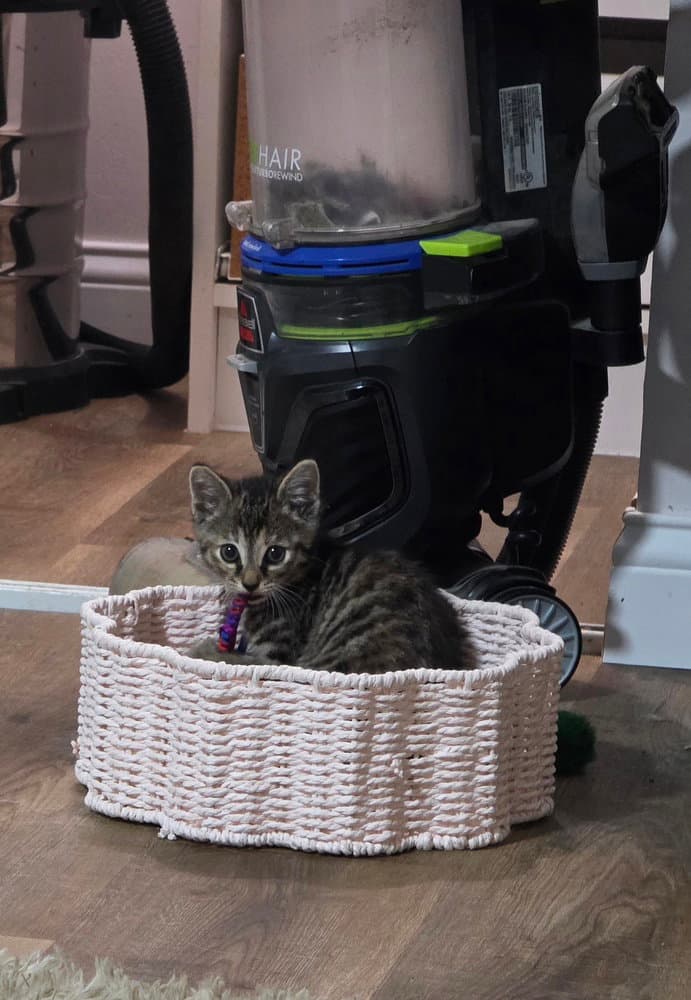 Bon Jovi  Prayer - Domestic Short Hair