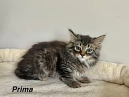 Prima Kitty image 1