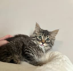Prima Kitty image 2