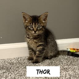 Greek Boys  Thor image 1