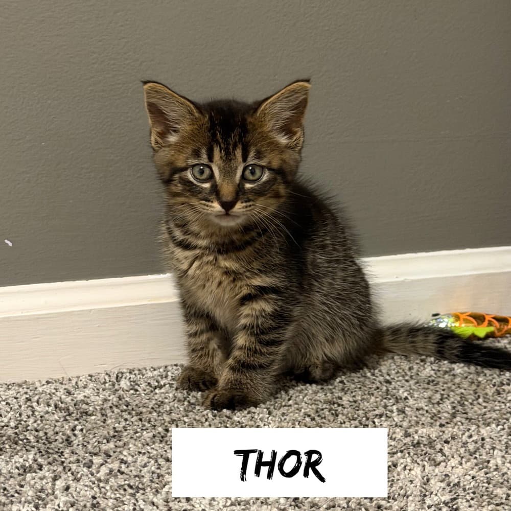 Greek Boys  Thor - Domestic Short Hair
