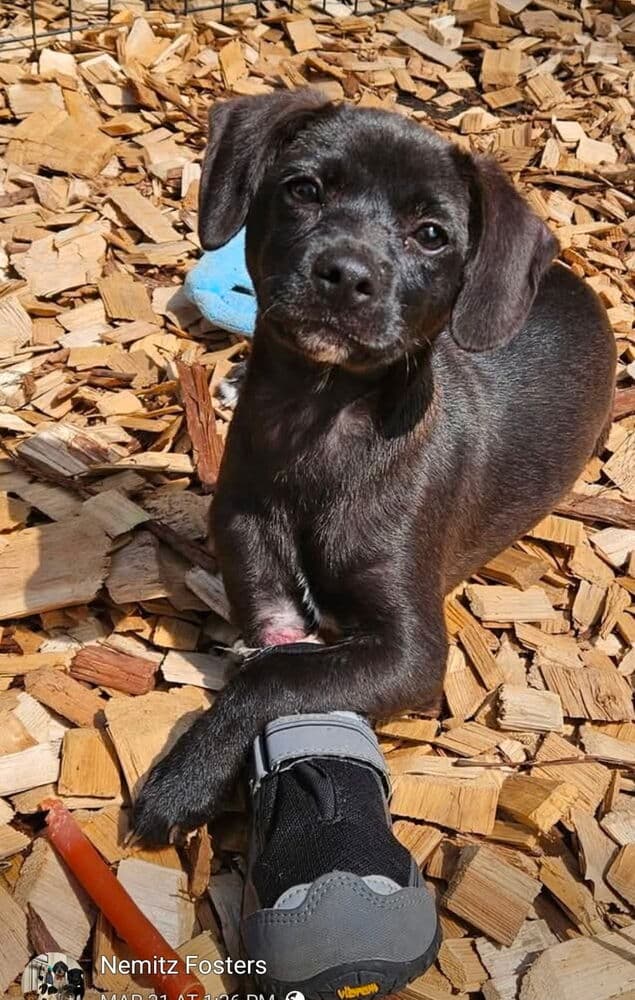 Toh  Mikhayla - Dachshund