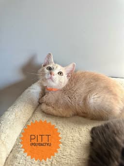 Famous Blondes  Pitt image 1