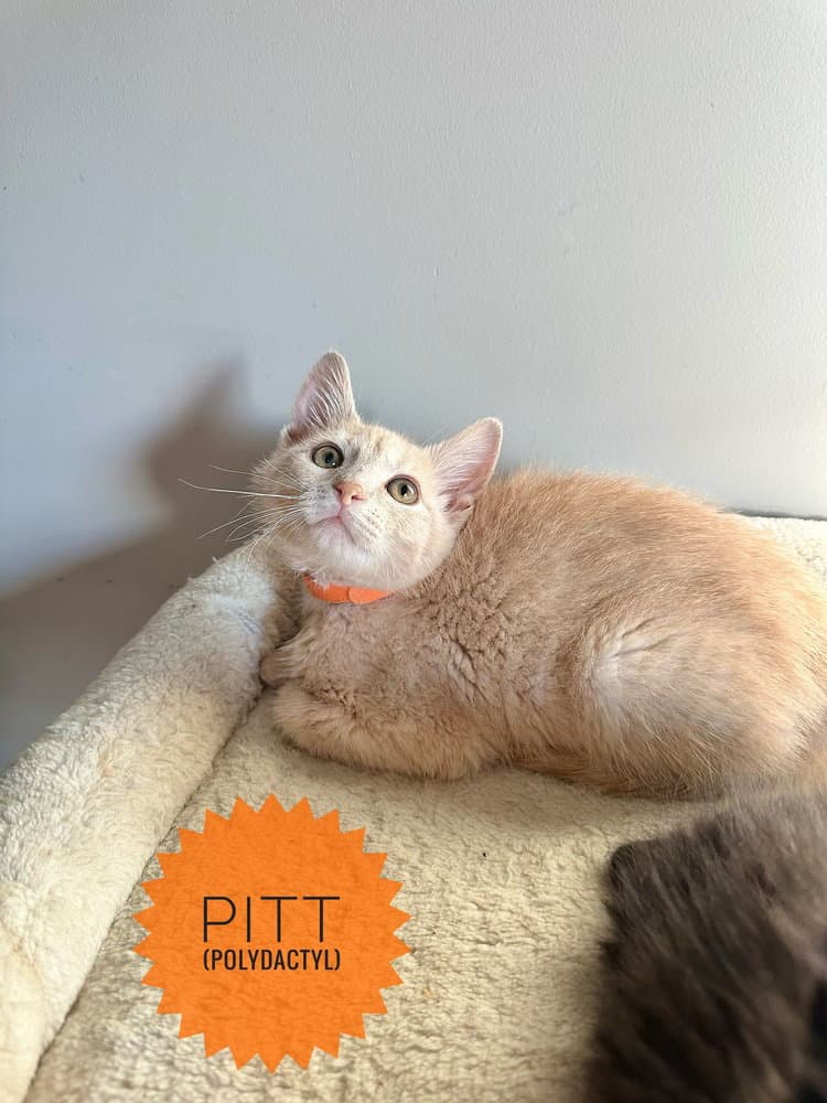 Famous Blondes  Pitt - Extra-Toes Cat (Hemingway Polydactyl)