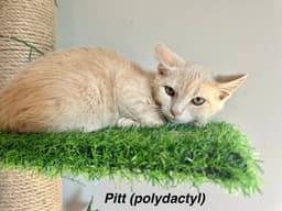 Famous Blondes  Pitt image 3