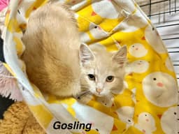 Famous Blondes  Gosling image 1