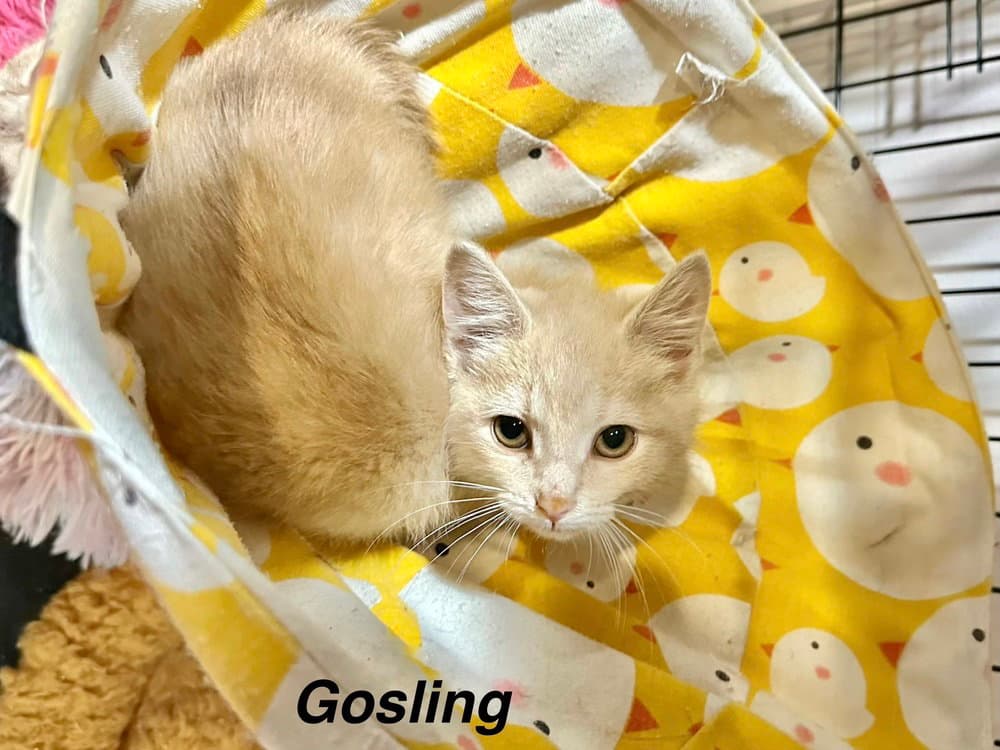 Famous Blondes  Gosling - Domestic Short Hair