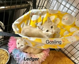 Famous Blondes  Gosling image 2
