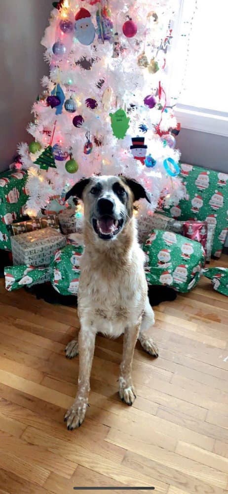 Milo Man - Australian Cattle Dog/Blue Heeler