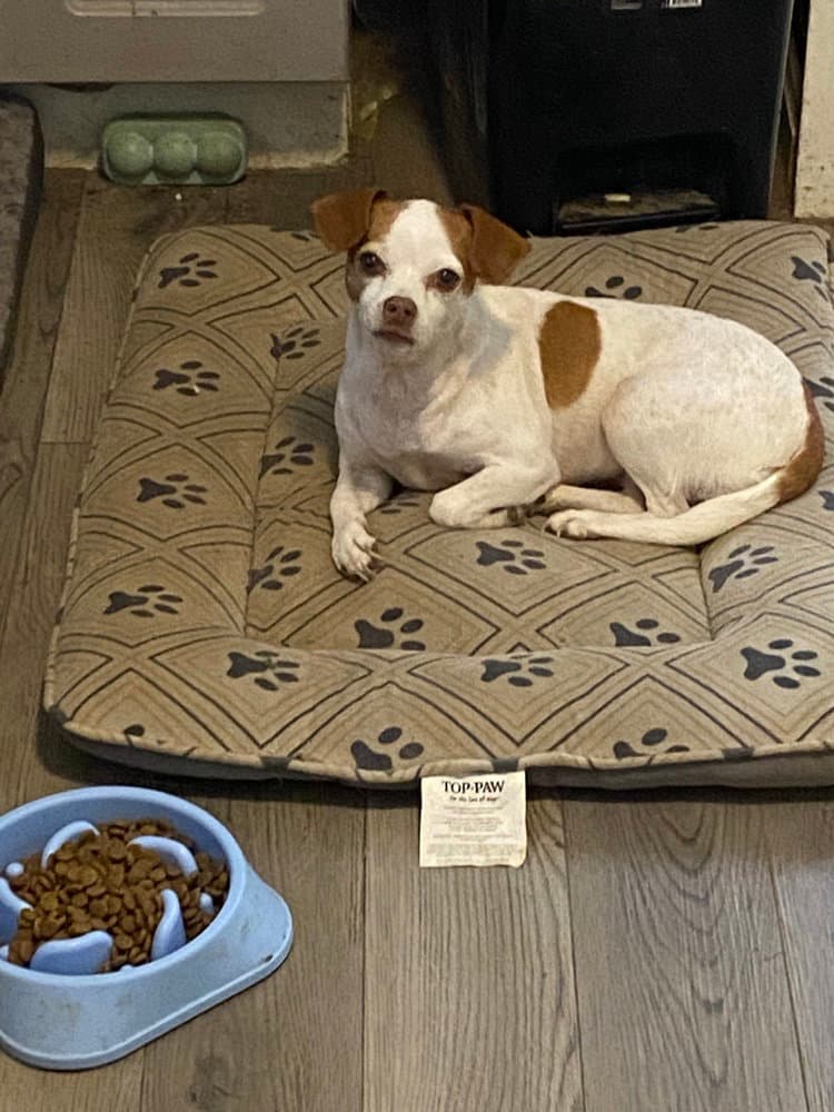Sasha - Chihuahua