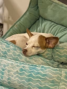 Sasha image 2