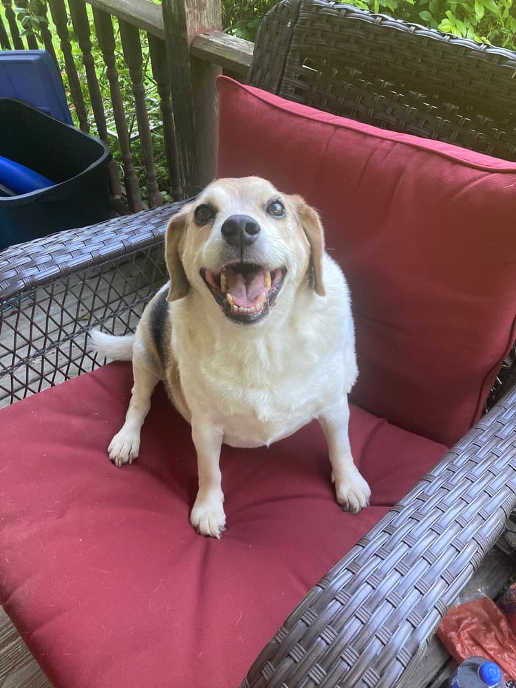 Big Ed - Beagle