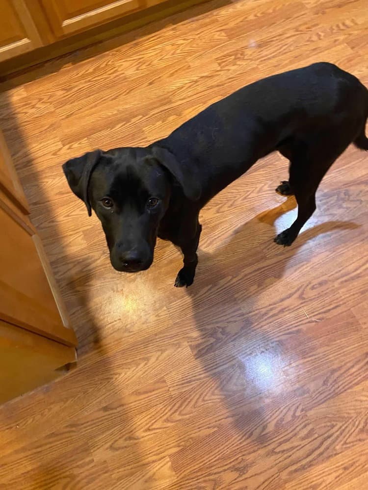 Breaking Bad  Jesse Ash - Labrador Retriever