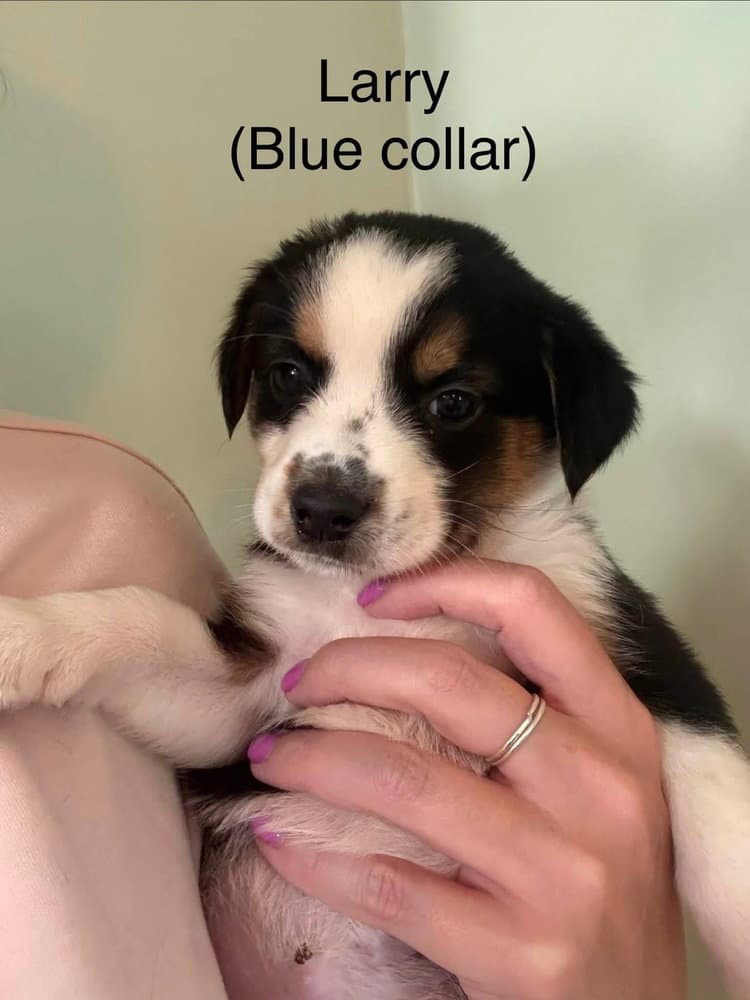 Stooges  Larry - Australian Shepherd