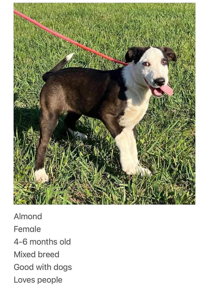 Almond - Labrador Retriever