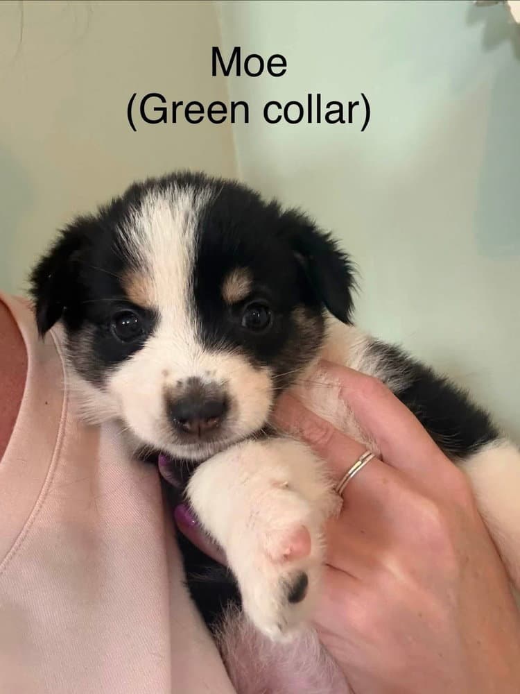 Stooges  Moe - Australian Shepherd