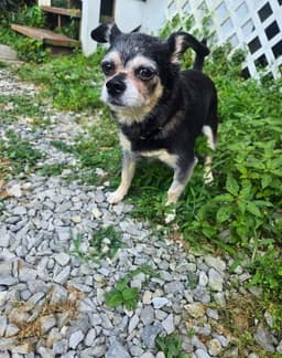 Jackson Roo image 1