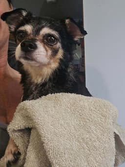 Jackson Roo image 2