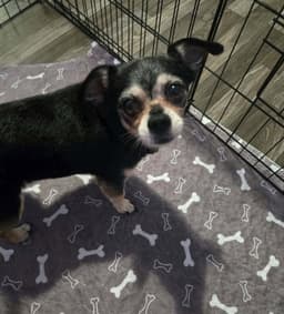 Jackson Roo image 3
