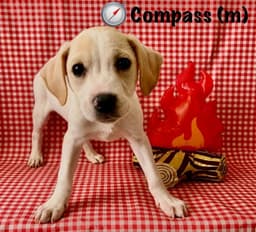 Happy Campers  Compass image 2