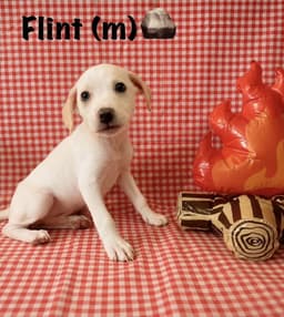 Happy Campers  Flint image 2
