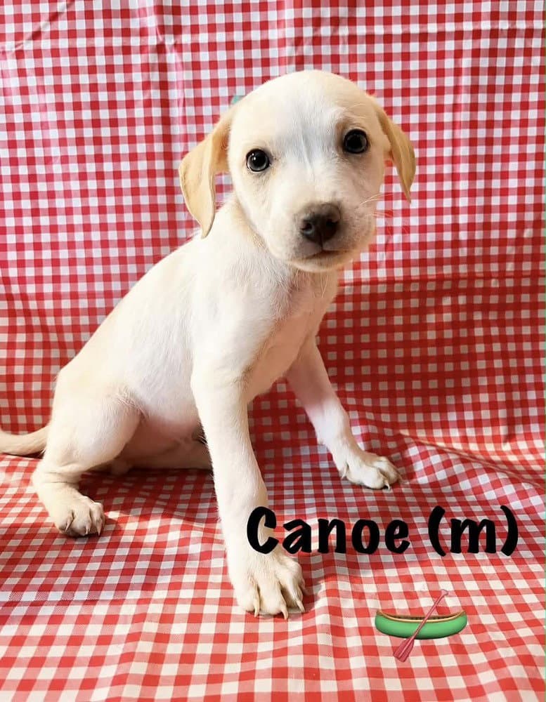 Happy Campers  Canoe - Jack Russell Terrier