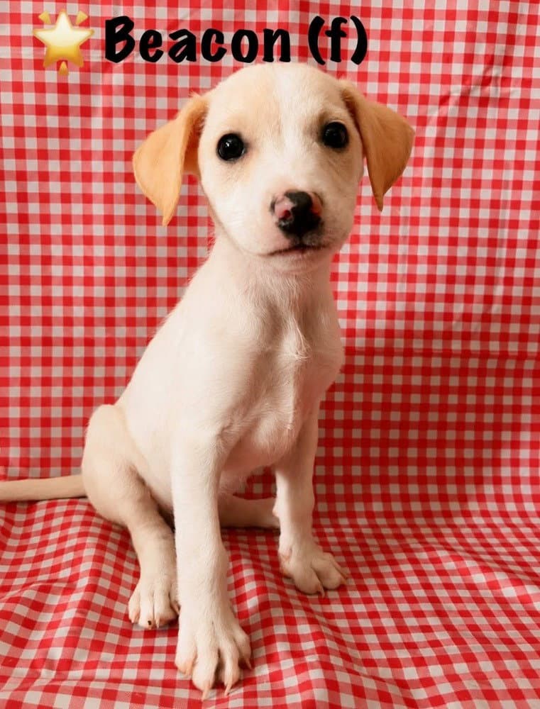 Happy Campers  Beacon - Jack Russell Terrier