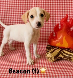 Happy Campers  Beacon image 2
