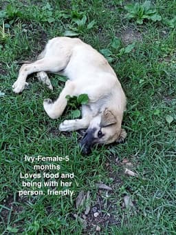 Poor Babies  Ivy image 1
