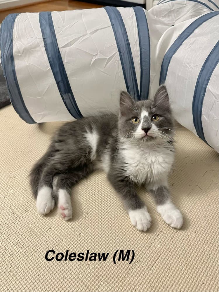 Picnic Cats  Coleslaw - Domestic Medium Hair