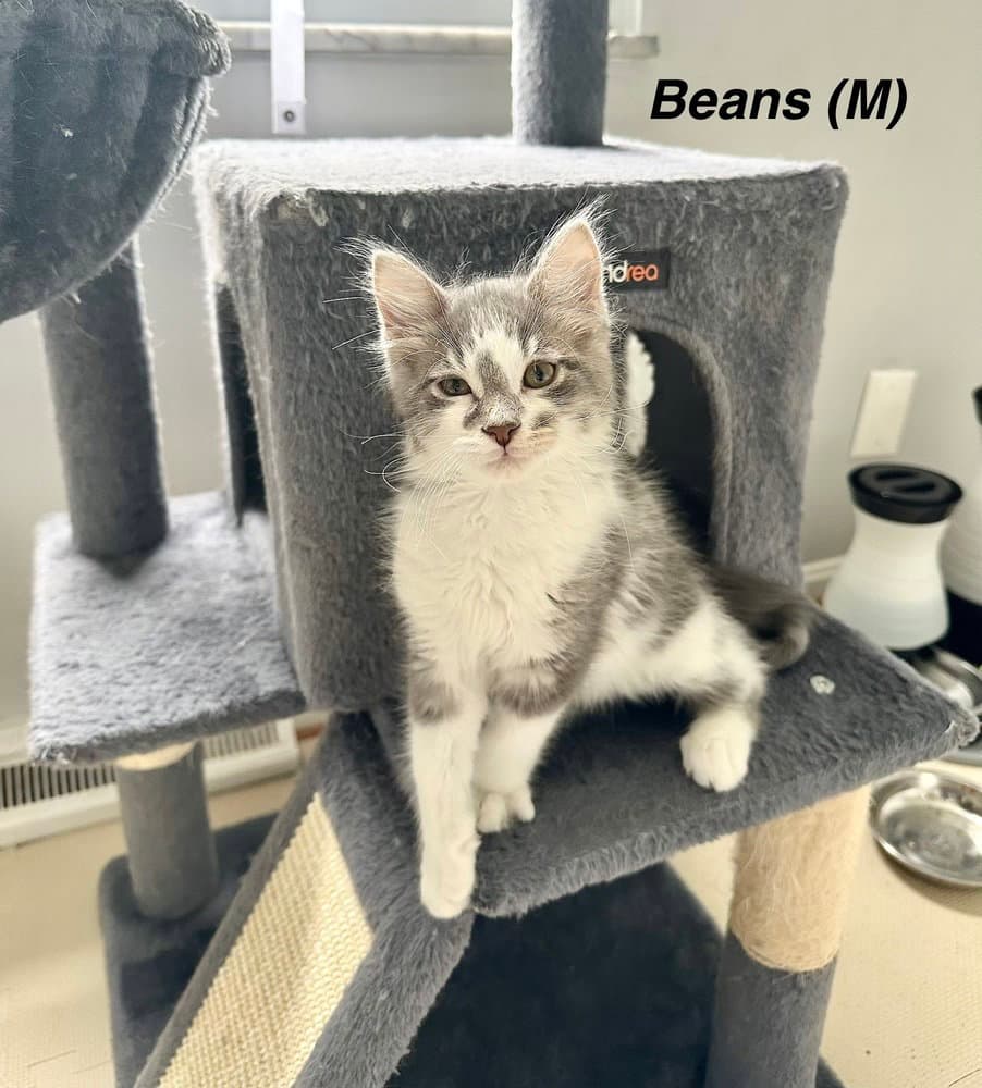 Picnic Cats  Beans - Domestic Long Hair
