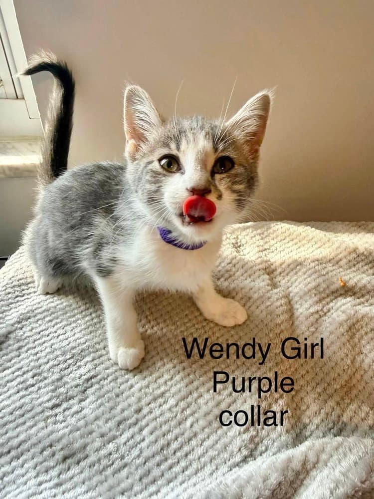 Neverland Kitties  Wendy - Domestic Short Hair