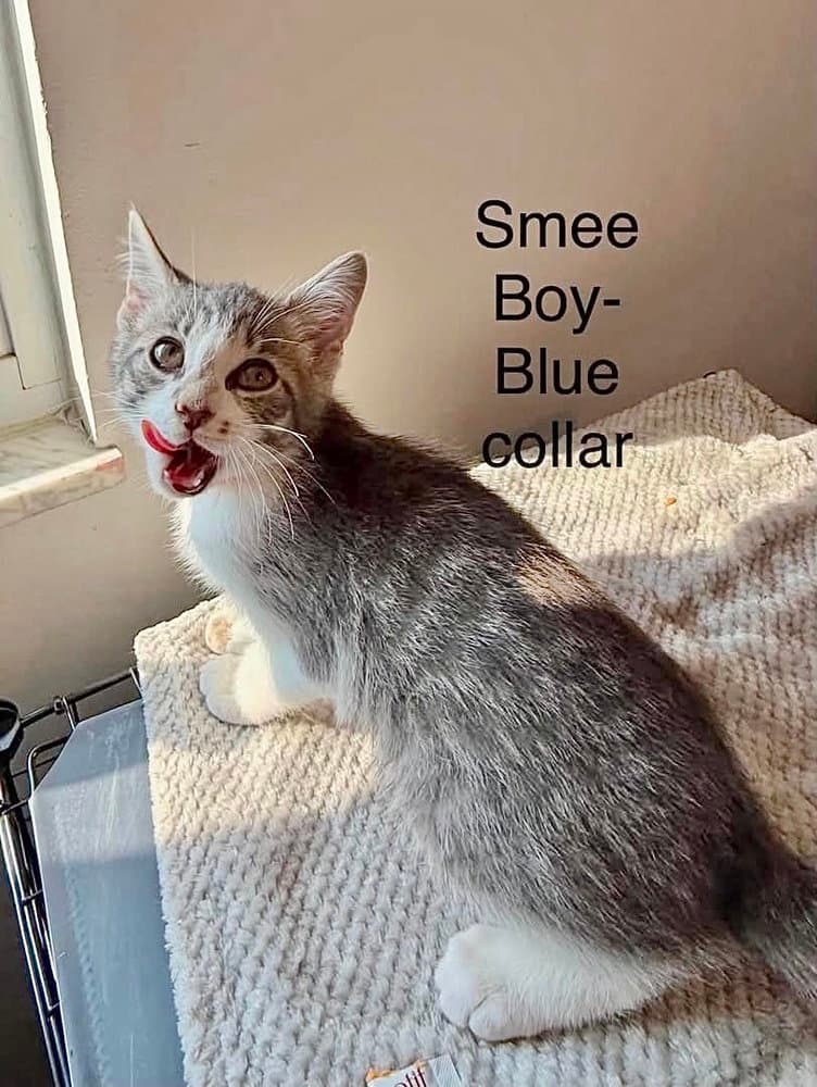 Neverland Kitties  Smee - Domestic Short Hair