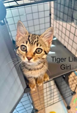 Neverland Kitties  Tiger Lily image 1
