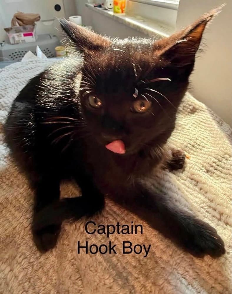Neverland Kitties  Captain Hook - Domestic Short Hair