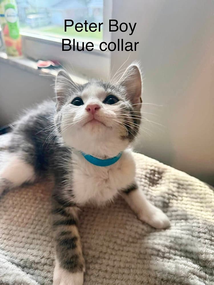 Neverland Kitties  Peter - Domestic Short Hair