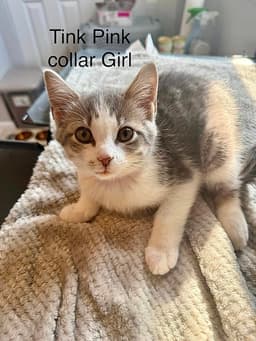 Neverland Kitties  Tink image 1