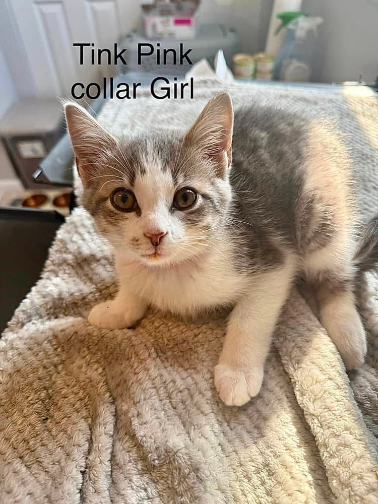 Neverland Kitties  Tink - Domestic Short Hair