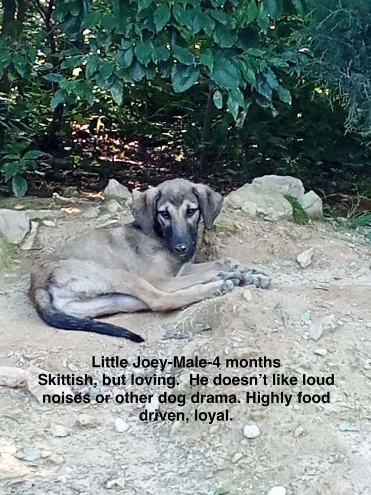 Poor Babies  Joey - Anatolian Shepherd