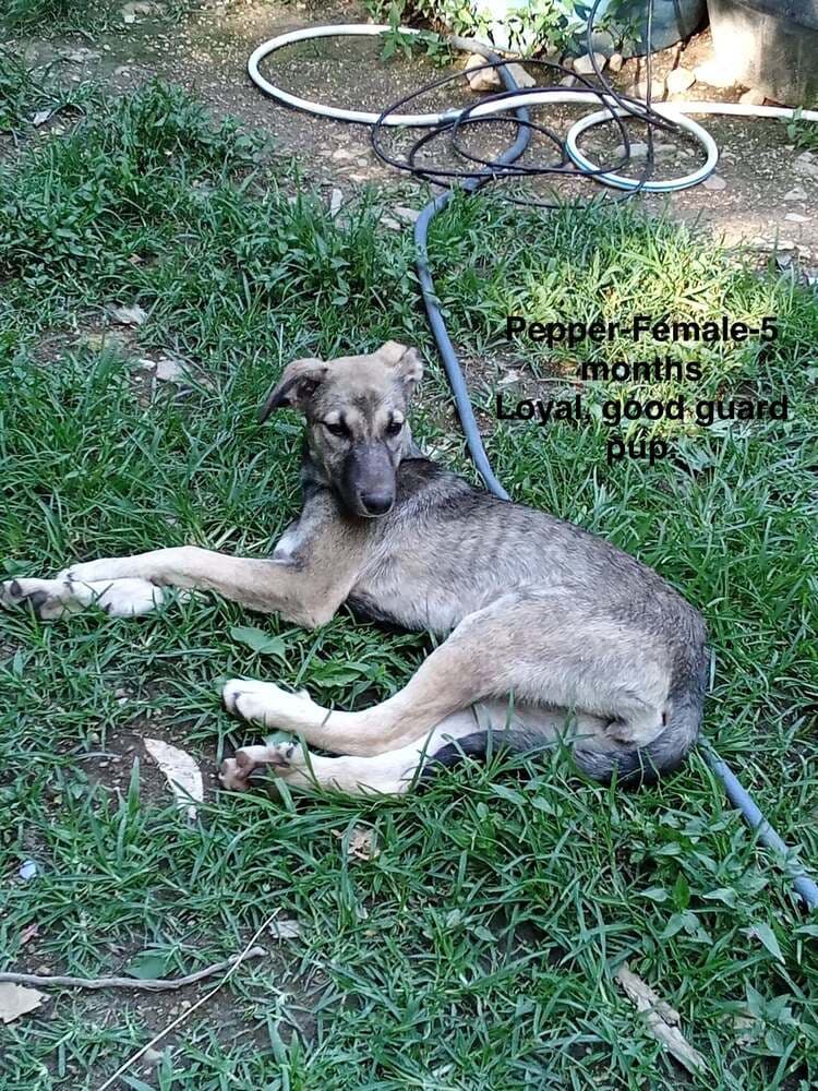 Poor Babies  Tammy - Anatolian Shepherd