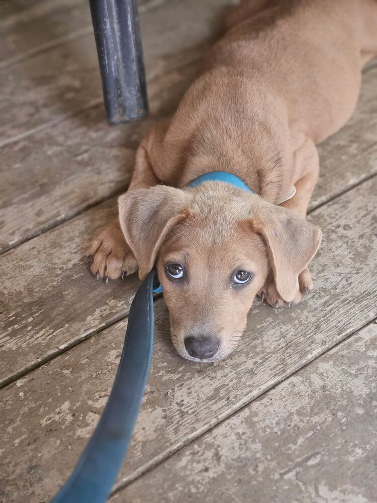 Fender Bender - Labrador Retriever