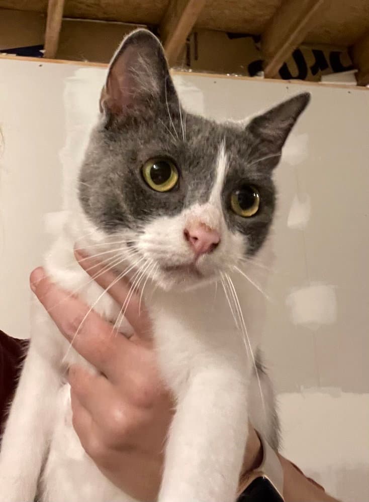 Momma March - Domestic Short Hair