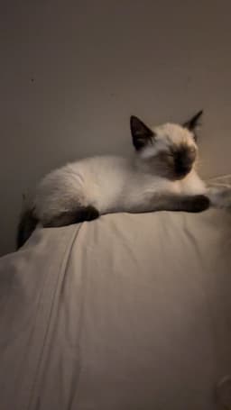 Hank The Kitty image 2