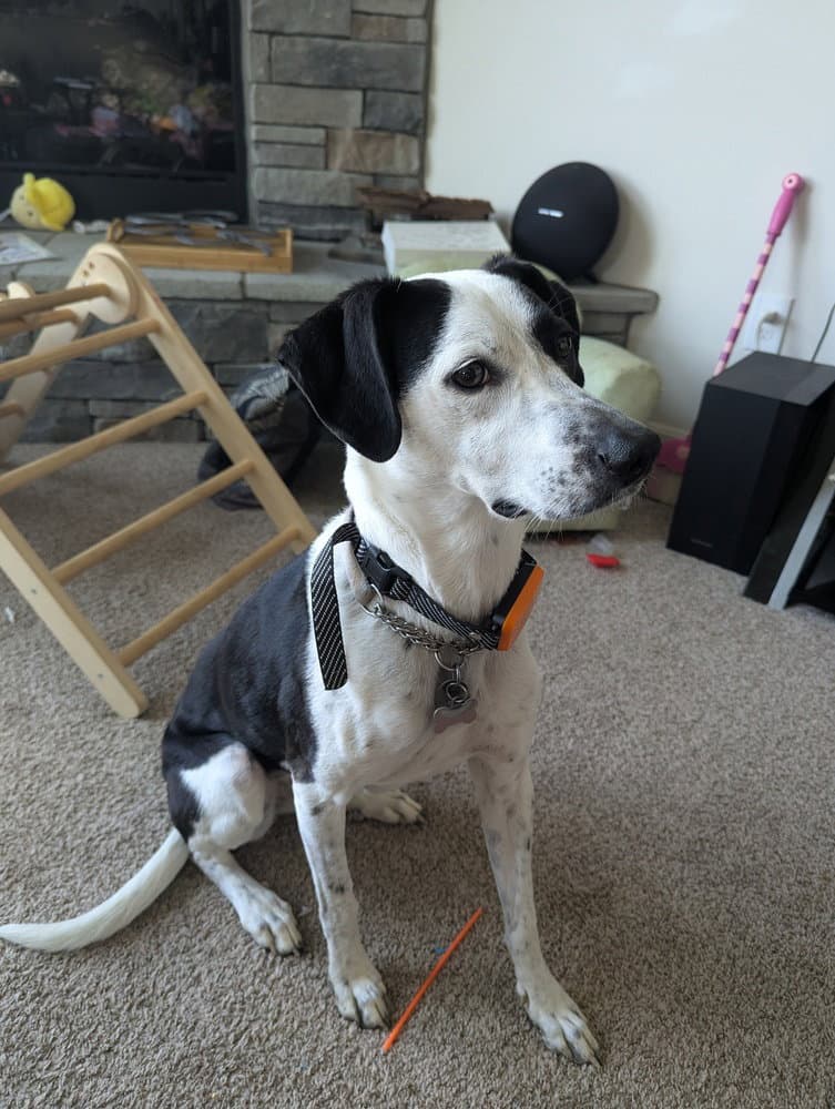 Bedrock Crew  Pearl Winter - Beagle